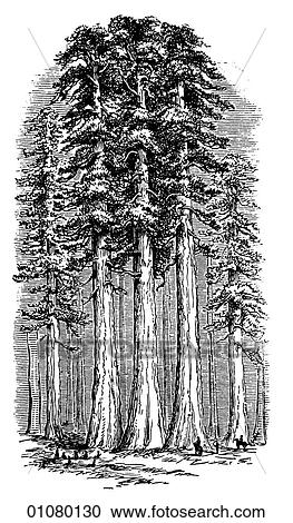 Flora & Fauna - line art - a 19th century engraving Plant Tree Coniferous Pine Trees View Large Illustration Clipart - Flora & Fauna - line art - a 19th century engraving Plant Tree Coniferous Pine Trees. Fotosearch