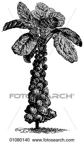 Clipart - Flora & Fauna - line art - a 19th century engraving Plant Vegetable. Fotosearch