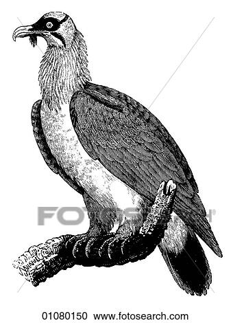 Clipart - Flora & Fauna - line art - a 19th century engraving Animal - mammal - the class Aves Bird Bearded Vulture There are about 20 species of this large carrion-eating bird all of which may be distinguished by their bald heads. Their eyesight is extremely goo. Fotosearch