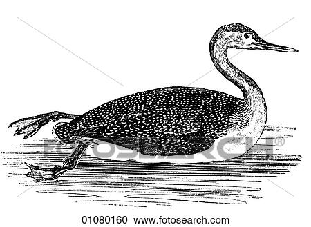 Flora & Fauna - line art - a 19th century engraving Animal - mammal - the class Aves Bird Duck Speckled Diver View Large Illustration Clipart - Flora & Fauna - line art - a 19th century engraving Animal - mammal - the class Aves Bird Duck Speckled Diver. Fotosearch