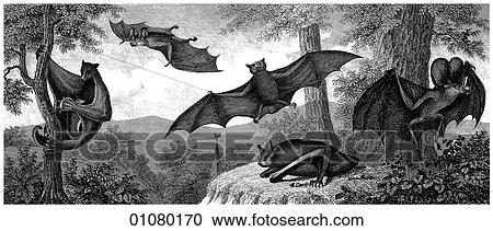 Flora & Fauna - line art - a 19th century engraving Animal Bats View Large Illustration Clipart - Flora & Fauna - line art - a 19th century engraving Animal Bats. Fotosearch