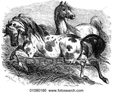 Clipart - Flora & Fauna - line art - a 19th century engraving Animal - mammal Wild horse. Fotosearch
