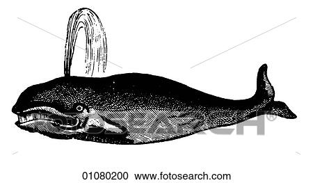 Flora & Fauna - line art - a 19th century engraving Animal - mammal - the order cetacea Blue Whale - the largest living mammal. It can grow up to 100 ft. (30m) long and weigh up to 145 tons (135 tonnes). Whales have been hunted for their meat, bone, oil View Large Illustration Clipart - Flora & Fauna - line art - a 19th century engraving Animal - mammal - the order cetacea Blue Whale - the largest living mammal. It can grow up to 100 ft. (30m) long and weigh up to 145 tons (135 tonnes). Whales have been hunted for their meat, bone, oil. Fotosearch