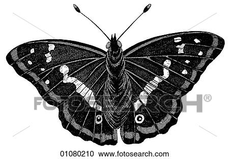 Flora & Fauna - line art - a 19th century engraving Animal - Insect There are several thousand species of butterfly in the subfamily known as Papilionoidea. Together with moths they constitute the insect order known as Lepidoptera. They are found throug View Large Illustration Clipart - Flora & Fauna - line art - a 19th century engraving Animal - Insect There are several thousand species of butterfly in the subfamily known as Papilionoidea. Together with moths they constitute the insect order known as Lepidoptera. They are found throug. Fotosearch