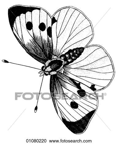 Flora & Fauna - line art - a 19th century engraving Animal - Insect Butterfly There are several thousand species of butterfly in the subfamily known as Papilionoidea. Together with moths they constitute the insect order known as Lepidoptera. They are f View Large Illustration Clipart - Flora & Fauna - line art - a 19th century engraving Animal - Insect Butterfly There are several thousand species of butterfly in the subfamily known as Papilionoidea. Together with moths they constitute the insect order known as Lepidoptera. They are f. Fotosearch