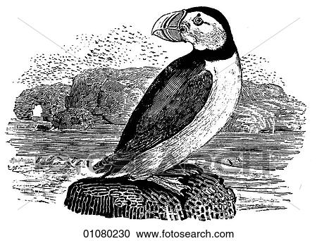 Flora & Fauna - line art - a 19th century engraving Animal - mammal - the class Aves Bird Puffin (also known as a Sea Parrot or Bottlenose) This sea bird is distinguished by a brightly colored, triangular beak. View Large Illustration Clipart - Flora & Fauna - line art - a 19th century engraving Animal - mammal - the class Aves Bird Puffin (also known as a Sea Parrot or Bottlenose) This sea bird is distinguished by a brightly colored, triangular beak.. Fotosearch