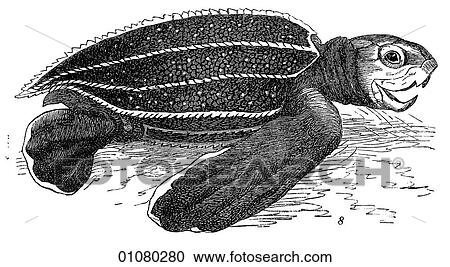 Flora & Fauna - line art - a 19th century engraving Animal Amphibian Coriaceous Turtle View Large Illustration Clipart - Flora & Fauna - line art - a 19th century engraving Animal Amphibian Coriaceous Turtle. Fotosearch