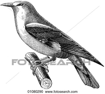 Flora & Fauna - line art - a 19th century engraving Animal - mammal - the class Aves Bird Golden Oriole The European species of this perching bird. The males tend to be black and yellow or black and orange. They are generally heard before they are seen View Large Illustration Clipart - Flora & Fauna - line art - a 19th century engraving Animal - mammal - the class Aves Bird Golden Oriole The European species of this perching bird. The males tend to be black and yellow or black and orange. They are generally heard before they are seen. Fotosearch