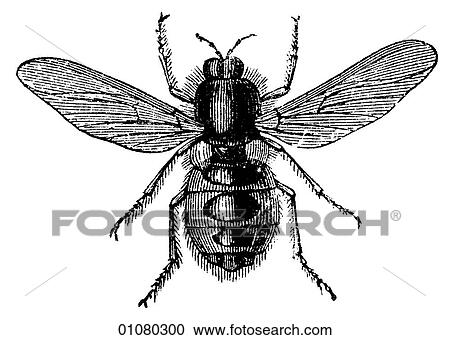 Flora & Fauna - line art - a 19th century engraving Animal Insect Stable fly Long suspected to be a transmitter of anthrax. View Large Illustration Clipart - Flora & Fauna - line art - a 19th century engraving Animal Insect Stable fly Long suspected to be a transmitter of anthrax.. Fotosearch