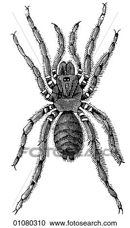 Flora & Fauna - line art - a 19th century engraving Animal Insect Mining-Spider View Large Illustration Clipart - Flora & Fauna - line art - a 19th century engraving Animal Insect Mining-Spider. Fotosearch