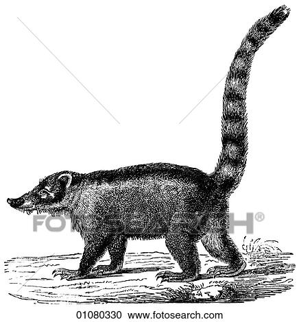 Flora & Fauna - line art - a 19th century engraving Animal Coati An omnivorous, raccoon-like animal found throughout the southern U. S. and into South America. View Large Illustration Clipart - Flora & Fauna - line art - a 19th century engraving Animal Coati An omnivorous, raccoon-like animal found throughout the southern U. S. and into South America.. Fotosearch