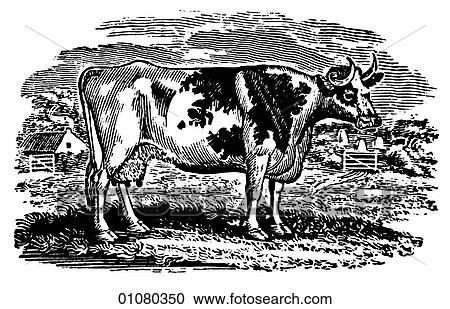 Flora & Fauna - line art - a 19th century engraving Animal Cattle Cow View Large Illustration Clipart - Flora & Fauna - line art - a 19th century engraving Animal Cattle Cow. Fotosearch