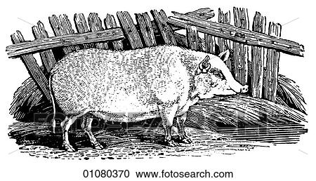 Flora & Fauna - line art - a 19th century engraving Animal View Large Illustration Clipart - Flora & Fauna - line art - a 19th century engraving Animal. Fotosearch