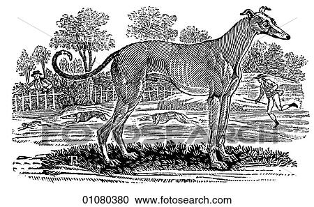 Flora & Fauna - line art - a 19th century engraving Animal Dog Greyhound View Large Illustration Clipart - Flora & Fauna - line art - a 19th century engraving Animal Dog Greyhound. Fotosearch