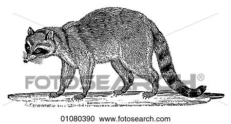 Flora & Fauna - line art - a 19th century engraving Animal Raccoon View Large Illustration Clipart - Flora & Fauna - line art - a 19th century engraving Animal Raccoon. Fotosearch