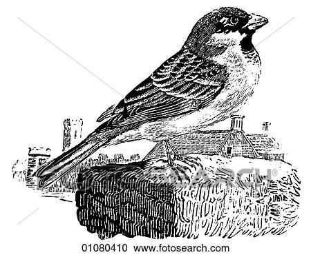 Flora & Fauna - line art - a 19th century engraving Animal - mammal - the class Aves Bird Sparrow Very common in the temperate areas of North America and throughout Europe where they tend to nest on buildings, thus the term House-sparrow. View Large Illustration Clipart - Flora & Fauna - line art - a 19th century engraving Animal - mammal - the class Aves Bird Sparrow Very common in the temperate areas of North America and throughout Europe where they tend to nest on buildings, thus the term House-sparrow.. Fotosearch