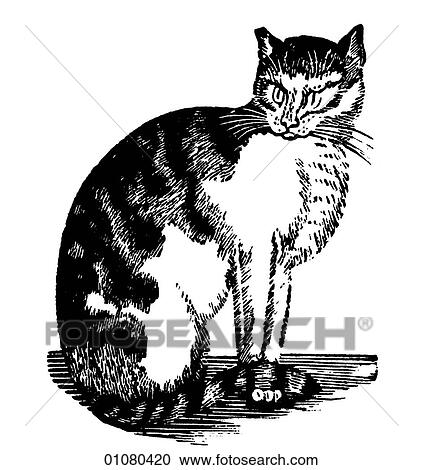 Clipart - Flora & Fauna - line art - a 19th century engraving Animal Cat domestic. Fotosearch