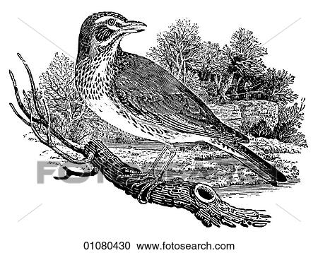 Flora & Fauna - line art - a 19th century engraving Animal - mammal - the class Aves Bird Redwing A member of the Thrush family. song bird, wings, flight, fly View Large Illustration Clipart - Flora & Fauna - line art - a 19th century engraving Animal - mammal - the class Aves Bird Redwing A member of the Thrush family. song bird, wings, flight, fly. Fotosearch