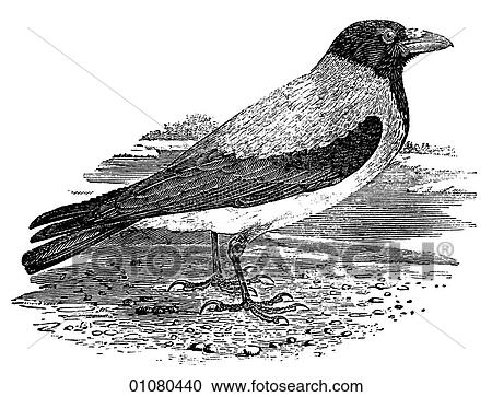 Flora & Fauna - line art - a 19th century engraving Animal - mammal - the class Aves Bird Hooded Crow View Large Illustration Clipart - Flora & Fauna - line art - a 19th century engraving Animal - mammal - the class Aves Bird Hooded Crow. Fotosearch