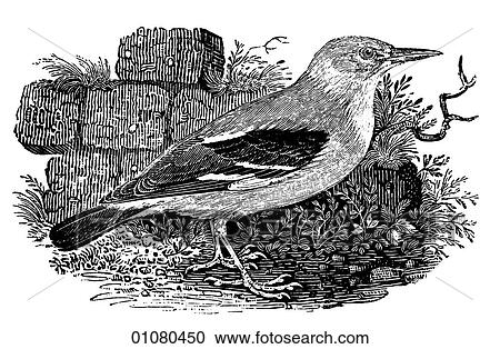 Clipart - Flora & Fauna - line art - a 19th century engraving Animal - mammal - the class Aves Bird Silky Starling The millions of starlings loose in North America today come from just 100 released in New York City 1890-91.. Fotosearch