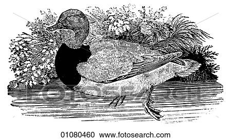 Clipart - Flora & Fauna - line art - a 19th century engraving Animal - mammal - the class Aves Bird Duck Pochard. Fotosearch