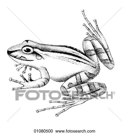 Clipart - Flora & Fauna - line art - a 19th century engraving Animal - Amphibian Frog. Fotosearch