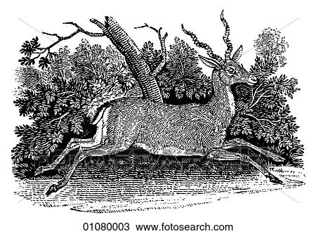 Flora & Fauna - line art - a 19th century engraving Animal Common Antelope View Large Illustration Drawing - Flora & Fauna - line art - a 19th century engraving Animal Common Antelope. Fotosearch