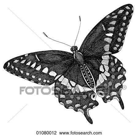 Flora & Fauna - line art - a 19th century engraving Animal - Insect Butterfly There are several thousand species of butterfly in the subfamily known as Papilionoidea. Together with moths they constitute the insect order known as Lepidoptera. They are f View Large Illustration Drawing - Flora & Fauna - line art - a 19th century engraving Animal - Insect Butterfly There are several thousand species of butterfly in the subfamily known as Papilionoidea. Together with moths they constitute the insect order known as Lepidoptera. They are f. Fotosearch