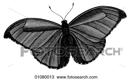 Flora & Fauna - line art - a 19th century engraving Animal - Insect Butterfly There are several thousand species of butterfly in the subfamily known as Papilionoidea. Together with moths they constitute the insect order known as Lepidoptera. They are f View Large Illustration Drawing - Flora & Fauna - line art - a 19th century engraving Animal - Insect Butterfly There are several thousand species of butterfly in the subfamily known as Papilionoidea. Together with moths they constitute the insect order known as Lepidoptera. They are f. Fotosearch