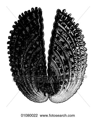 Drawing - Flora & Fauna - line art - a 19th century engraving Animal Conchology Shell Aculeated Cockle. Fotosearch