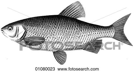 Drawing - Flora & Fauna - line art - a 19th century engraving Animal Fish Cyprinus Carp. Fotosearch