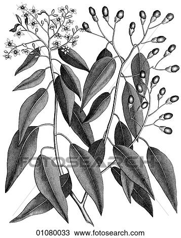 Drawing - Flora & Fauna - line art - a 19th century engraving Plant. Fotosearch