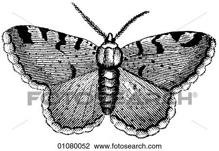 Drawing - Flora & Fauna - line art - a 19th century engraving Animal - Insect Moth All moths are in the order Lepidoptera and there are more than 40, 000 different kinds. The purpose of the patterned wing surface is camouflage against sight predators.. Fotosearch