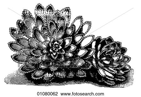 Flora & Fauna - line art - a 19th century engraving Plant Flower View Large Illustration Drawing - Flora & Fauna - line art - a 19th century engraving Plant Flower. Fotosearch