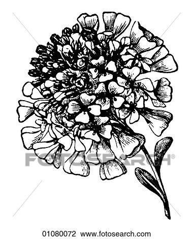 Flora & Fauna - line art - a 19th century engraving Plant Flower Zinnia View Large Illustration Drawing - Flora & Fauna - line art - a 19th century engraving Plant Flower Zinnia. Fotosearch
