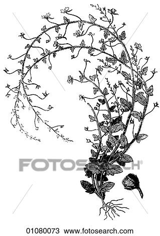 Drawing - Flora & Fauna - line art - a 19th century engraving Plant Flower Creeping Snowberry. Fotosearch