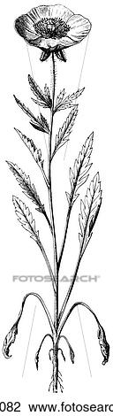 Flora & Fauna - line art - a 19th century engraving Plant Flower Evening Primrose (oenothera biennis) View Large Illustration Drawing - Flora & Fauna - line art - a 19th century engraving Plant Flower Evening Primrose (oenothera biennis). Fotosearch