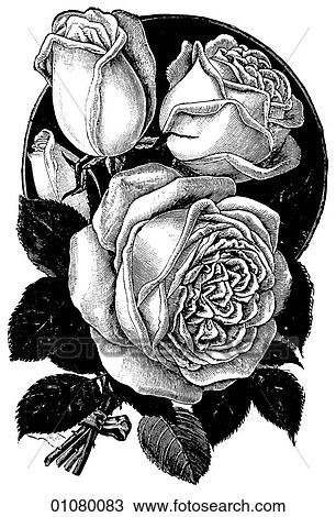 Flora & Fauna - line art - a 19th century engraving Plant Flower Rose View Large Illustration Drawing - Flora & Fauna - line art - a 19th century engraving Plant Flower Rose. Fotosearch
