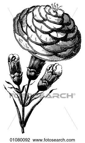 Flora & Fauna - line art - a 19th century engraving Plant Flower View Large Illustration Drawing - Flora & Fauna - line art - a 19th century engraving Plant Flower. Fotosearch