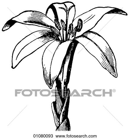 Flora & Fauna - line art - a 19th century engraving Plant Flower View Large Illustration Drawing - Flora & Fauna - line art - a 19th century engraving Plant Flower. Fotosearch