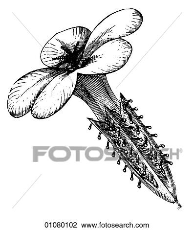 Flora & Fauna - line art - a 19th century engraving Plant Flower View Large Illustration Drawing - Flora & Fauna - line art - a 19th century engraving Plant Flower. Fotosearch