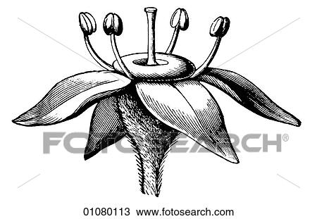 Flora & Fauna - line art - a 19th century engraving Plant Flower View Large Illustration Drawing - Flora & Fauna - line art - a 19th century engraving Plant Flower. Fotosearch