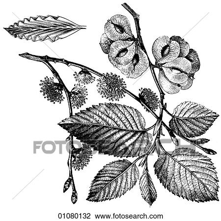 Flora & Fauna - line art - a 19th century engraving Plant Tree A Flowering Elm Tree View Large Illustration Drawing - Flora & Fauna - line art - a 19th century engraving Plant Tree A Flowering Elm Tree. Fotosearch