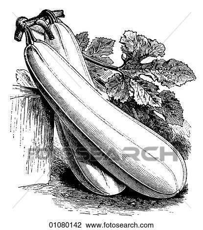 Flora & Fauna - line art - a 19th century engraving Plant Vegetable Squash View Large Illustration Drawing - Flora & Fauna - line art - a 19th century engraving Plant Vegetable Squash. Fotosearch