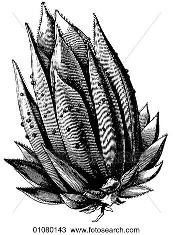 Drawing - Flora & Fauna - line art - a 19th century engraving Plant Vegetable. Fotosearch