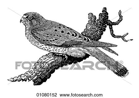 Flora & Fauna - line art - a 19th century engraving Animal - mammal - the class Aves Bird Kestrel A small bird of prey in the falcon family that can hover into the wind, while searching for prey on the ground. View Large Illustration Drawing - Flora & Fauna - line art - a 19th century engraving Animal - mammal - the class Aves Bird Kestrel A small bird of prey in the falcon family that can hover into the wind, while searching for prey on the ground.. Fotosearch
