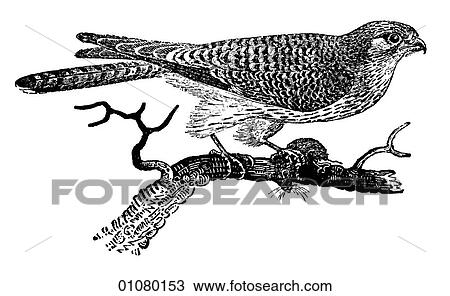 Flora & Fauna - line art - a 19th century engraving Animal - mammal - the class Aves Bird Female Kestrel A small bird of prey in the falcon family that can hover into the wind, while searching for prey on the ground. View Large Illustration Drawing - Flora & Fauna - line art - a 19th century engraving Animal - mammal - the class Aves Bird Female Kestrel A small bird of prey in the falcon family that can hover into the wind, while searching for prey on the ground.. Fotosearch