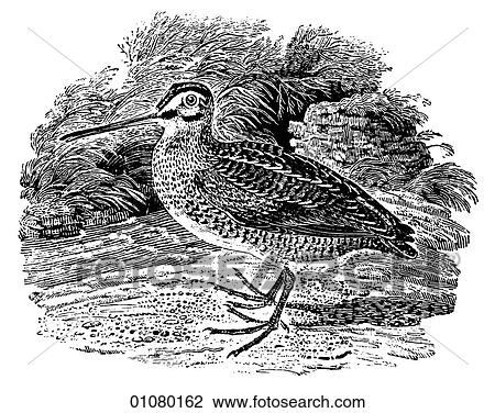 Flora & Fauna - line art - a 19th century engraving Animal - mammal - the class Aves Bird Fowl Great Snipe - game bird In courtship this bird dives towards the female from altitude while making a great deal of noise with its tail feathers. View Large Illustration Drawing - Flora & Fauna - line art - a 19th century engraving Animal - mammal - the class Aves Bird Fowl Great Snipe - game bird In courtship this bird dives towards the female from altitude while making a great deal of noise with its tail feathers.. Fotosearch