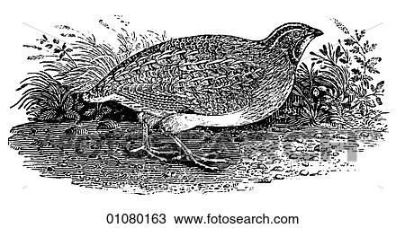 Flora & Fauna - line art - a 19th century engraving Animal - mammal - the class Aves Bird Fowl View Large Illustration Drawing - Flora & Fauna - line art - a 19th century engraving Animal - mammal - the class Aves Bird Fowl. Fotosearch