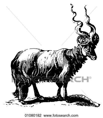 Flora & Fauna - line art - a 19th century engraving Animal View Large Illustration Drawing - Flora & Fauna - line art - a 19th century engraving Animal. Fotosearch